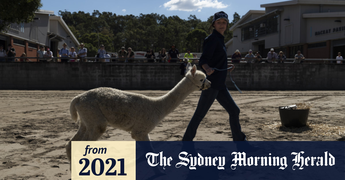 Sydney Royal Easter Show Aspiring farmers wrangle cheese toasties, electric